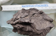 Fossiles verkieseltes Holz  Braunkohle Zeche Hirschberg  alter Fund Großalmerode