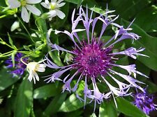 Centaurea montana BERG-FLOCKENBLUME 50 Samen Wildstauden