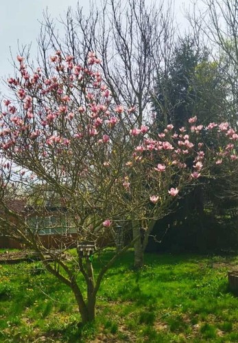 Magnoliensamen vom eigenen - 5,