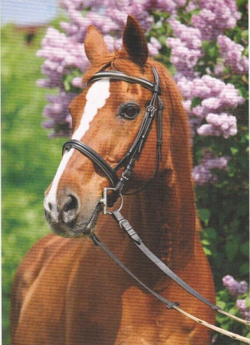 Pferd horse postcard - *,