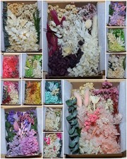 Trockenblumenbox getrocknete