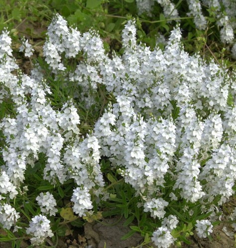 Weißer niederliegender garten - weißer,