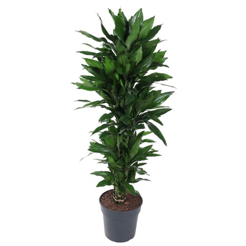 Drachenbaum dracaena - drachenbaum,