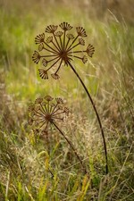 Gartenstecker Pusteblume aus