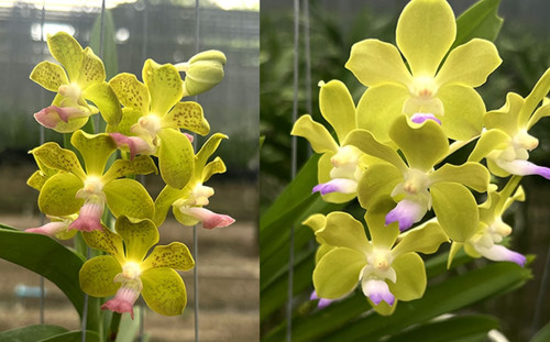 Vanda hybrid thai green x - vanda, (thai