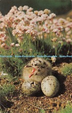 R544083 hurry chick - chick, natural