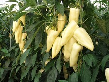 Ungarische süße weiße