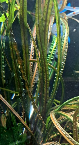 Cryptocoryne crispatula - xl,
