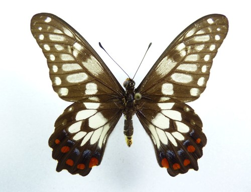 Papilio anactus ssp - .,