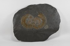 Q28T17- Schieferplatte mit Fossilien Ammoniten 