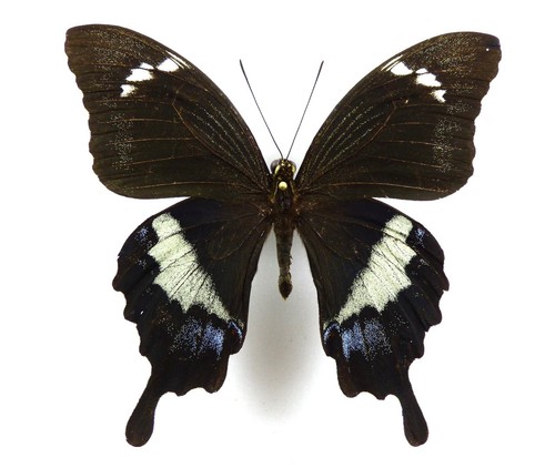 Papilio godeffroyi männchen - godeffroyi,