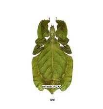 Phyllium pulchrifolium female - pulchrifolium,