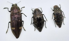 3x Buprestidae ssp., A2/B, 27