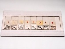 Histologie Mikroskop Objektträger Set professionell präparierte beschriftete Proben 1938