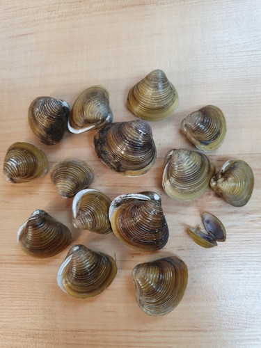 Doppelte muscheln - 15,