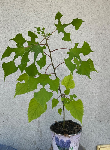 Broussonetia papyrifera