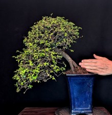 BONSAI CHINESISCHE ULME ULMUS