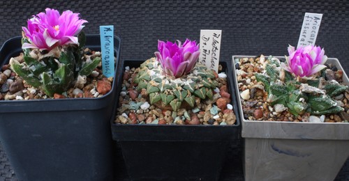 Set ariocarpus bravoanus - 3-set, ariocarpus,