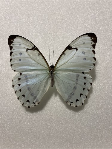 Entomologie morpho catenaria - entomologie*morpho,
