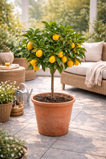 Kumquat Pflanze 70-80 cm
