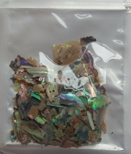 Paua green abalone - paua, shell