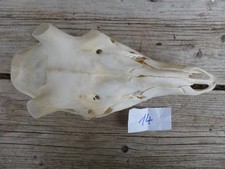 echter Rothirschschädel / Abwurfstangen / Basteln 14
