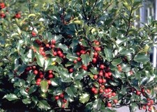 Stechpalme, Ilex Alaska, immergrün rote Beeren 30-40