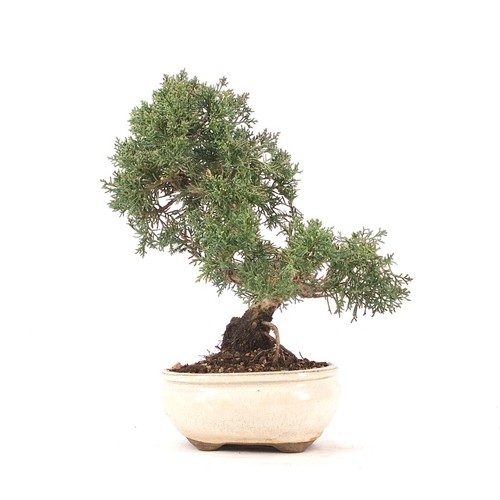 Bonsai chinesischer wacholder - chinesischer,