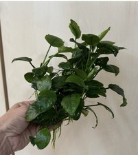 Anubia Anubias Barteri