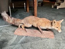 Präparierter fuchs auf - präparierter,