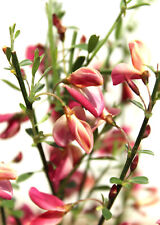 Elfenbeinginster ` Cytisus praecox Hollandia ` Ginster Hollandia 40 - 60 cm