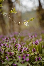 PENTACON AUTO 1,8/50 *TOP*