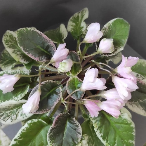 African violet saintpaulia - violet, /