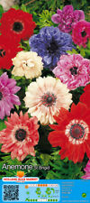 @ (◕‿◕)\@ Anemone coronaria gefüllt  " St. Brigid " (10) Liefertermin