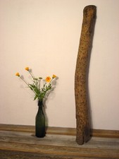 Treibholz   Lampenbau