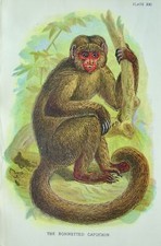 Primaten THE BONNETTED CAPUCHIN Original Victorian Print c1896