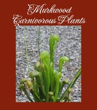 25 SEEDS Darlingtonia