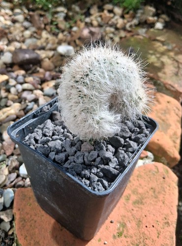 Echinocereus canus cristata - echinocereus, f.