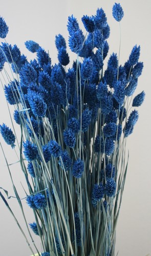 Trockenblumen dekoblumen - trockenblumen,
