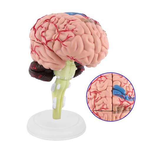 Gehirn anatomie modell - 4d,