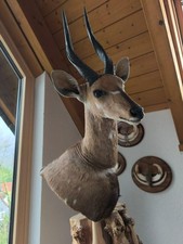 Trophäe Buschbock Südafrika