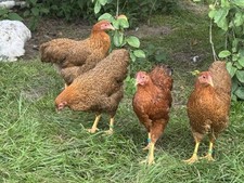 10 Bruteier von Zwerg