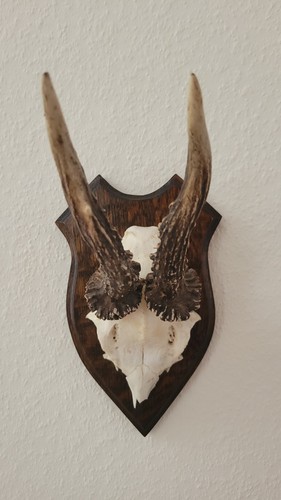 Geweih klein zum aufhängen - geweih,