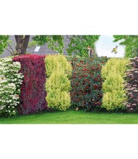 BALDUR Garten Vogelschutz-Hecke "Bird-Lover",14 Pflanzen