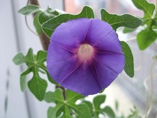 Ipomoea pubescens, je eine kräftige Knolle, Caudex