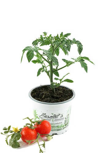 Enseleits topftomate f1 - enseleits,