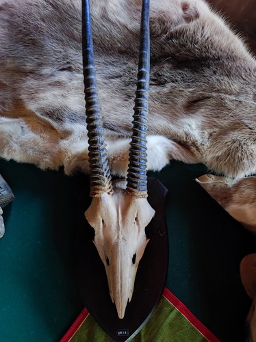 Trophäen afrika oryx geweih - afrika,