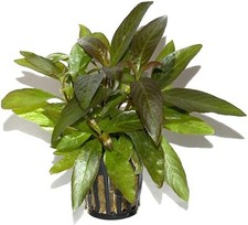 Wasserpflanzen Aquariumpflanze