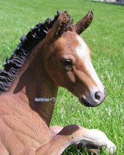 Pferd Folen Figur Statue