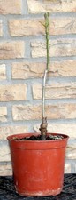 Walnussbaum setzling ca - 1,